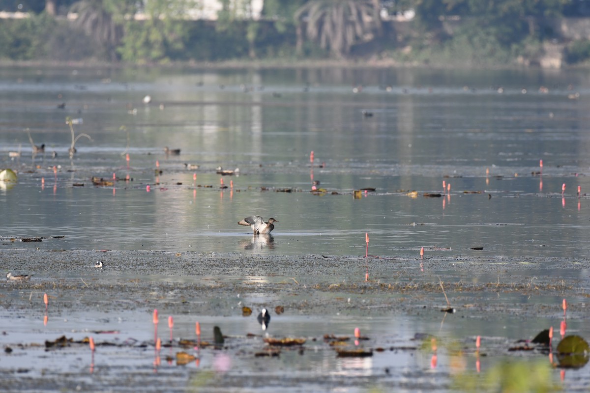 Gadwall - ML645930749