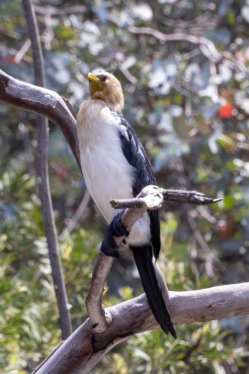 Little Pied Cormorant - ML645930750