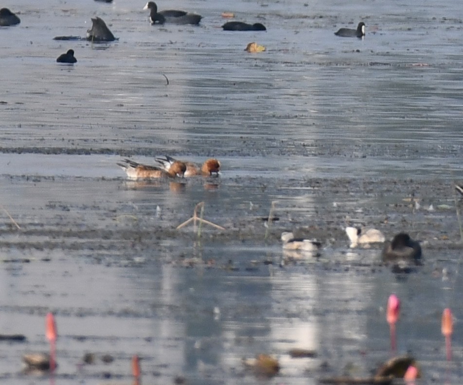 Eurasian Wigeon - ML645930752