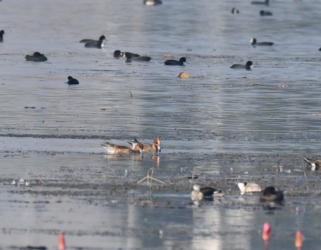 Eurasian Wigeon - ML645930753