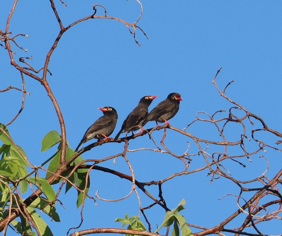 Chestnut-fronted Helmetshrike - ML645930754