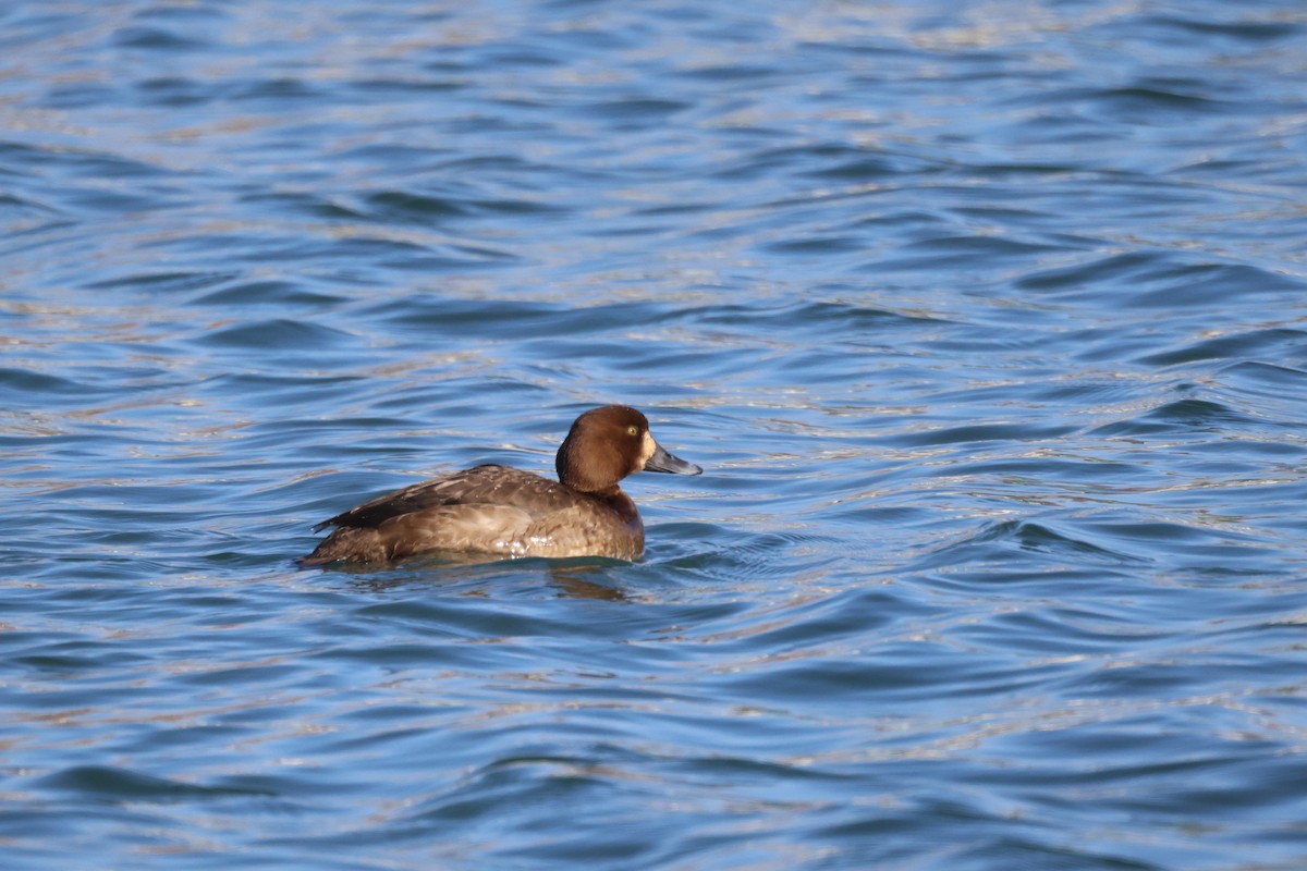Greater Scaup - ML645930755
