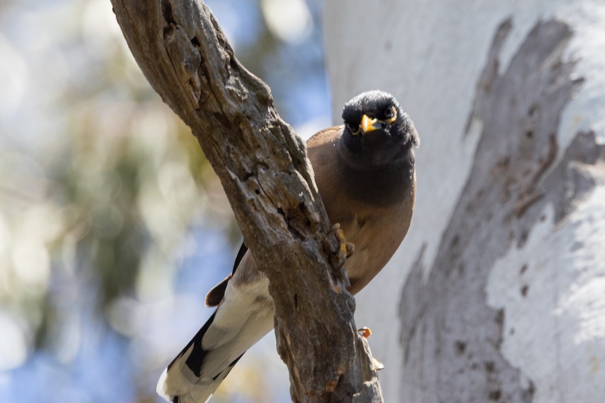 Common Myna - ML645930757
