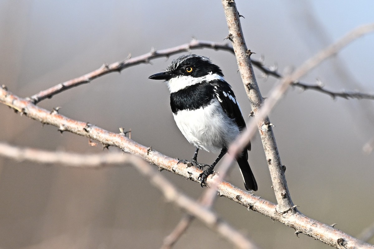 Pygmy Batis - ML645930758