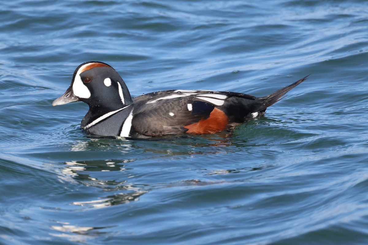 Harlequin Duck - ML645930759