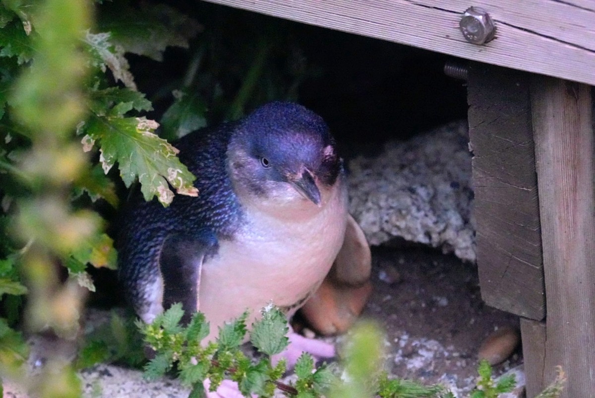 Малый пингвин - ML645930760