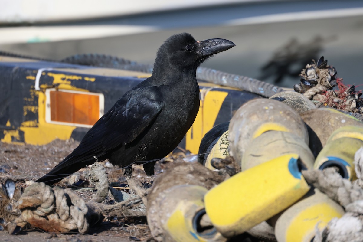 Large-billed Crow - ML645930761