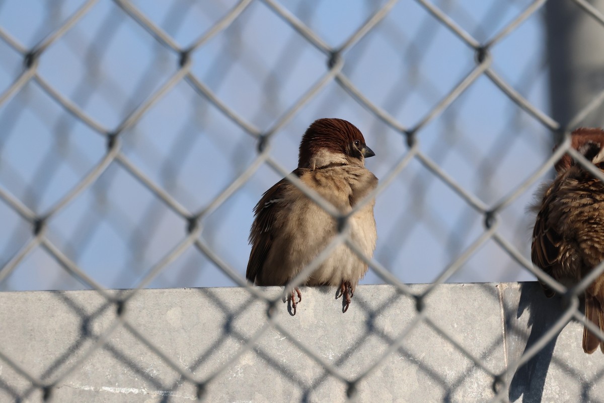 Eurasian Tree Sparrow - ML645930762