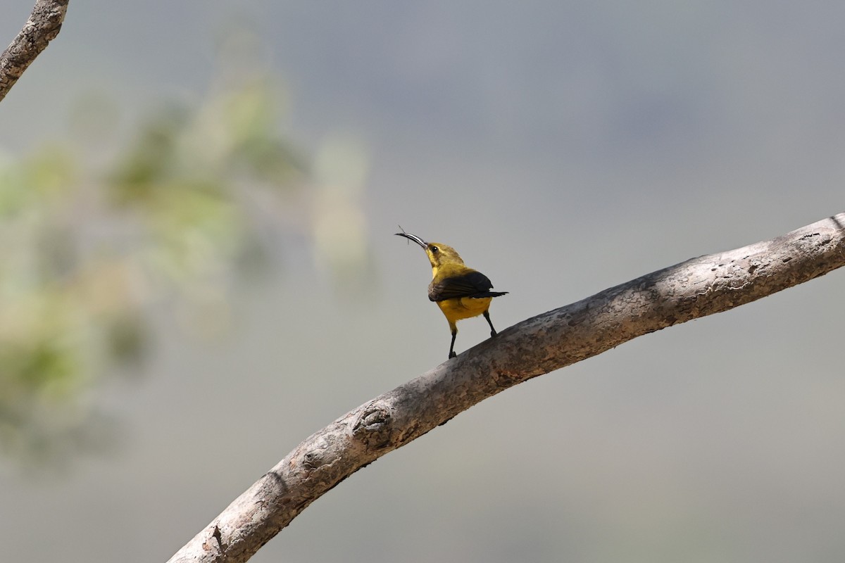 Sahul Sunbird - ML645930763