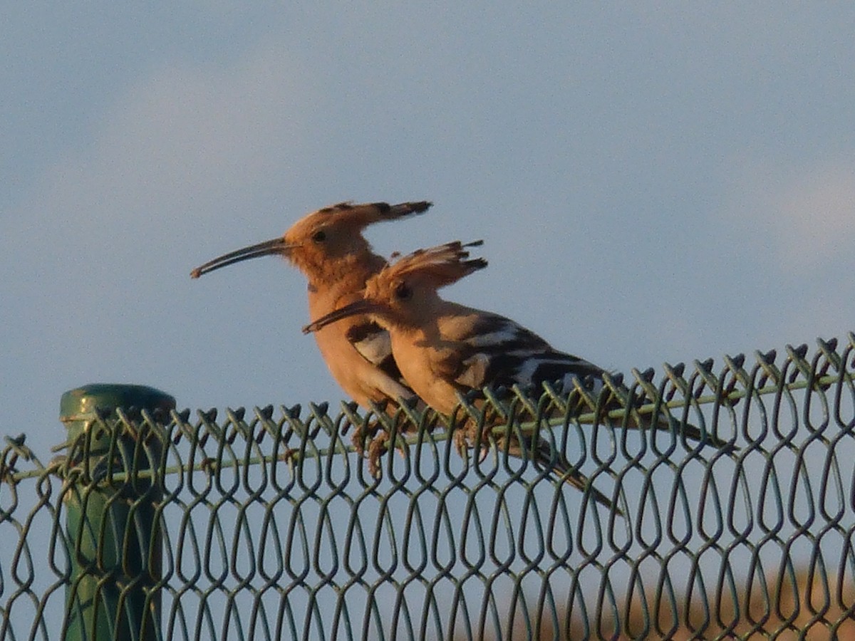 Common Hoopoe - ML645930766