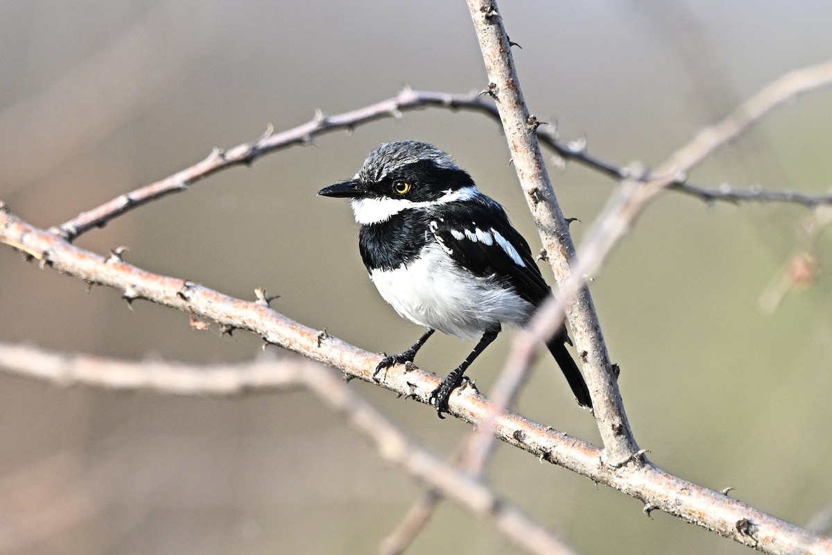 Pygmy Batis - ML645930767