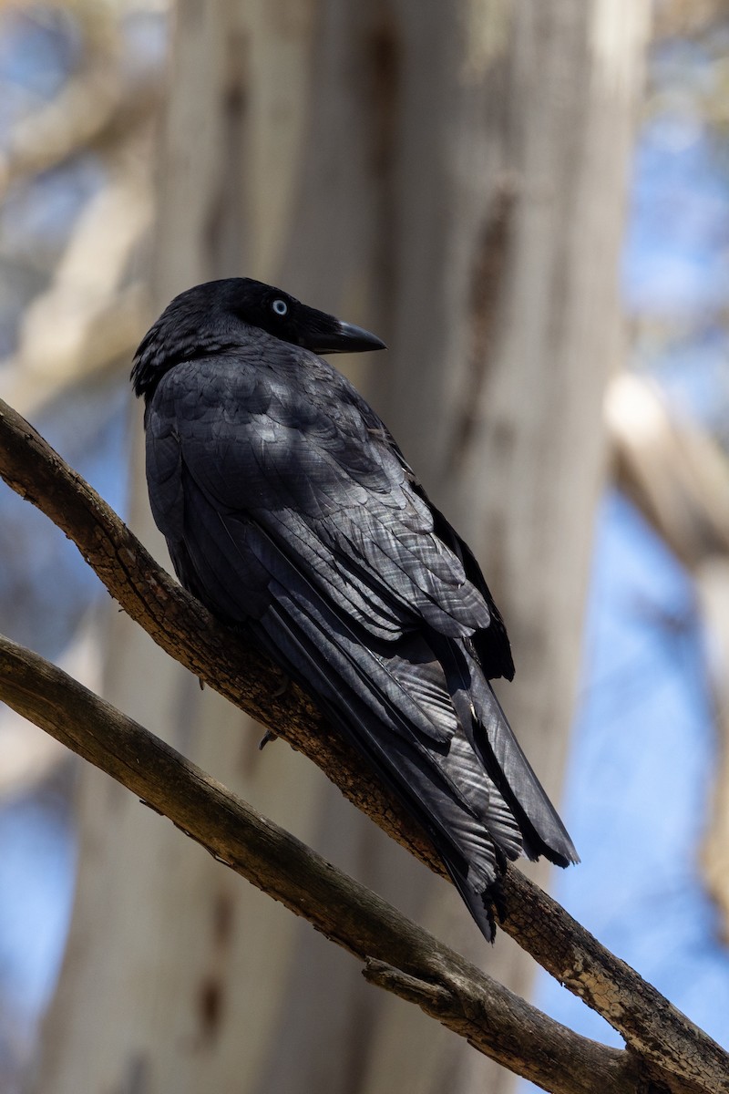 Little Raven - ML645930769