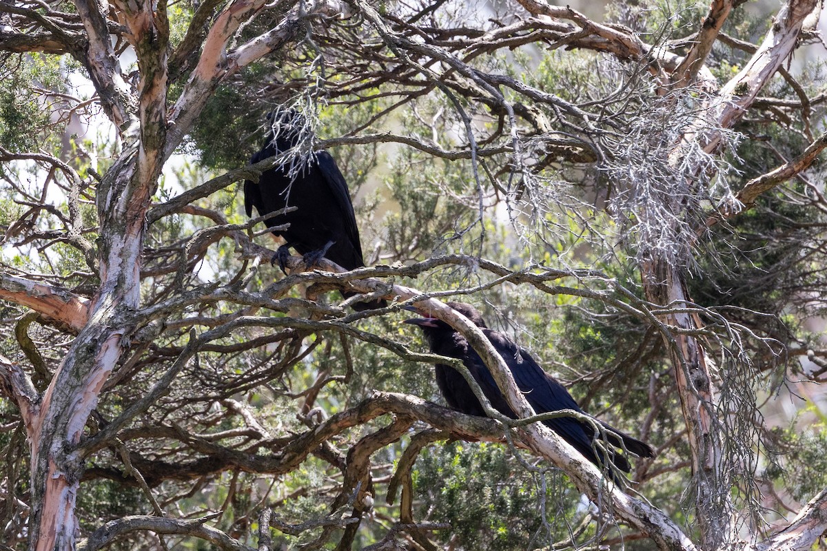 Little Raven - ML645930770