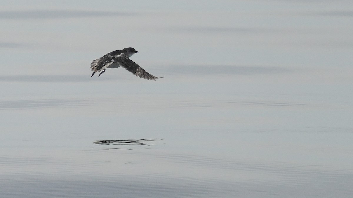 Common Diving-Petrel - ML645930771