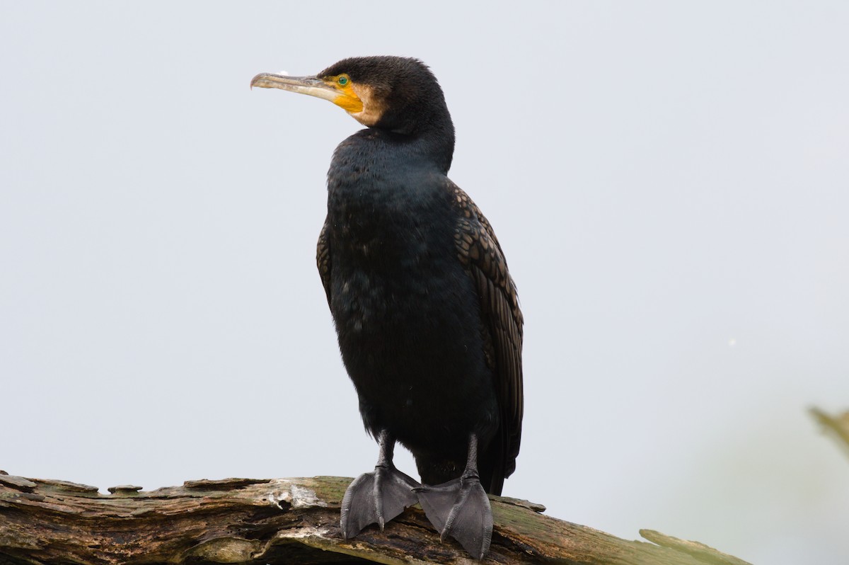 Great Cormorant - ML645930775