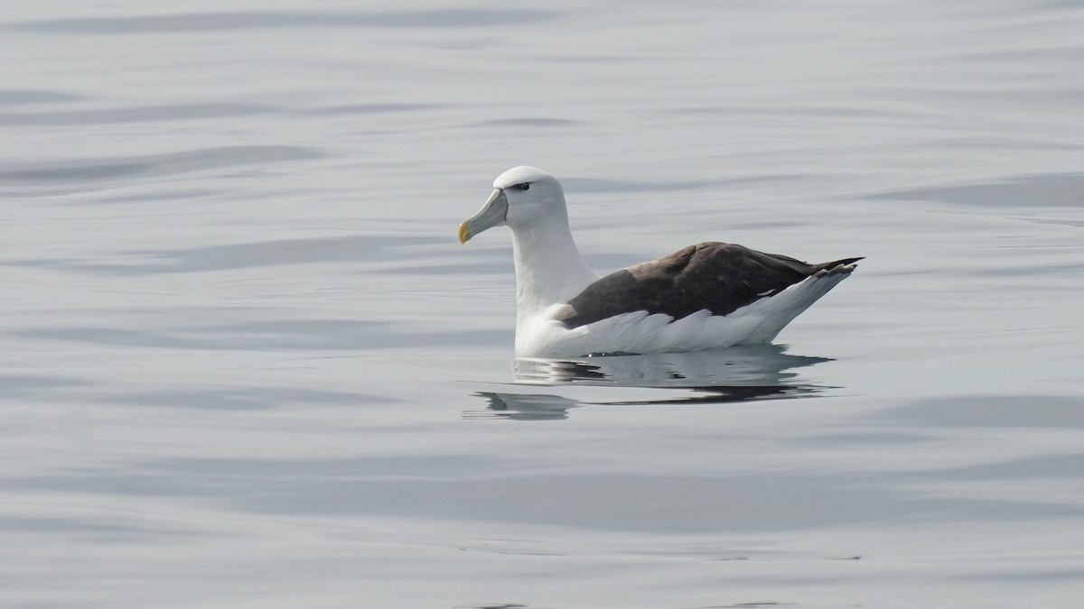 White-capped Albatross - ML645930776