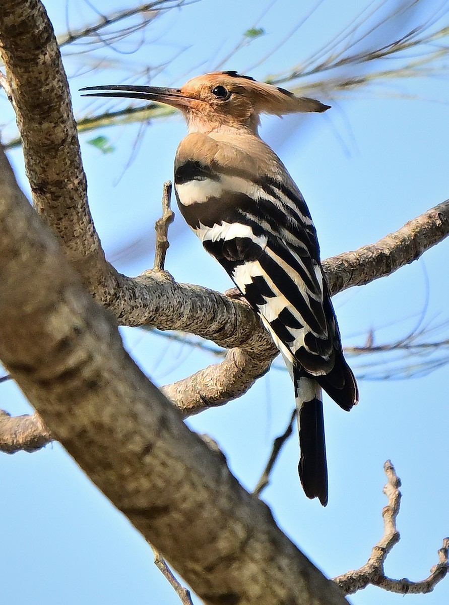Common Hoopoe - ML645930777