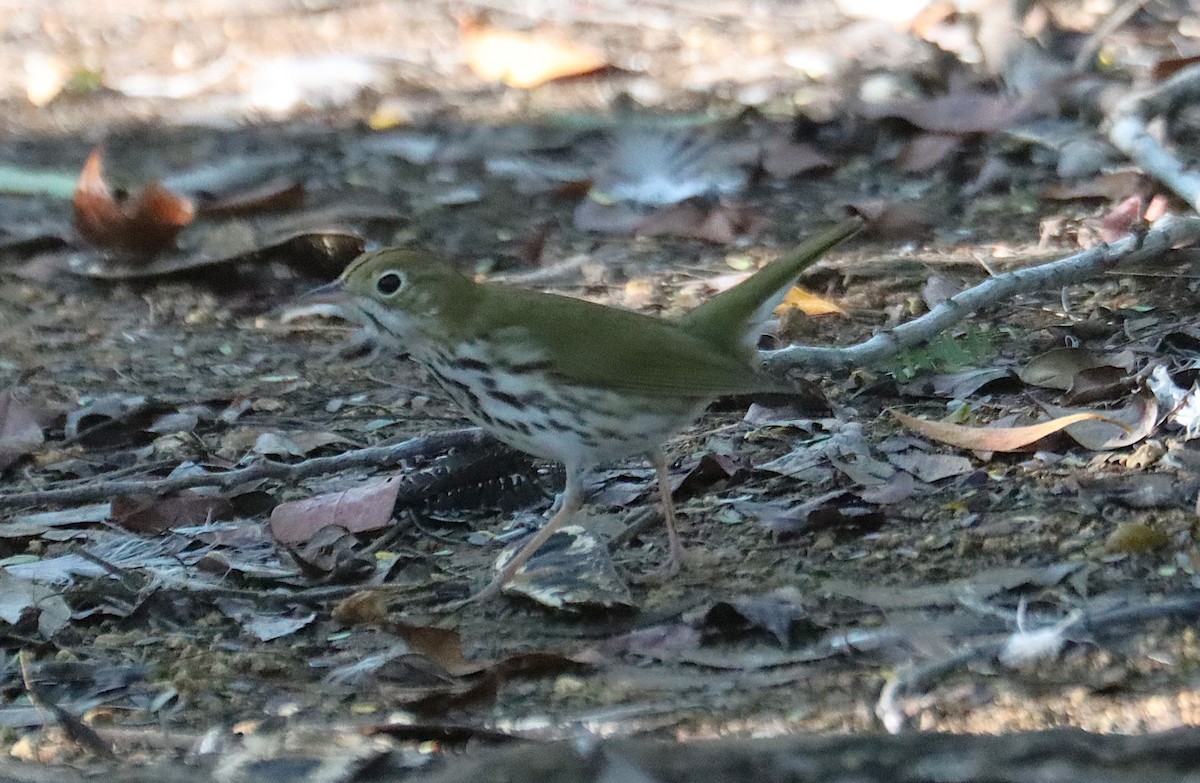 Ovenbird - ML645930778