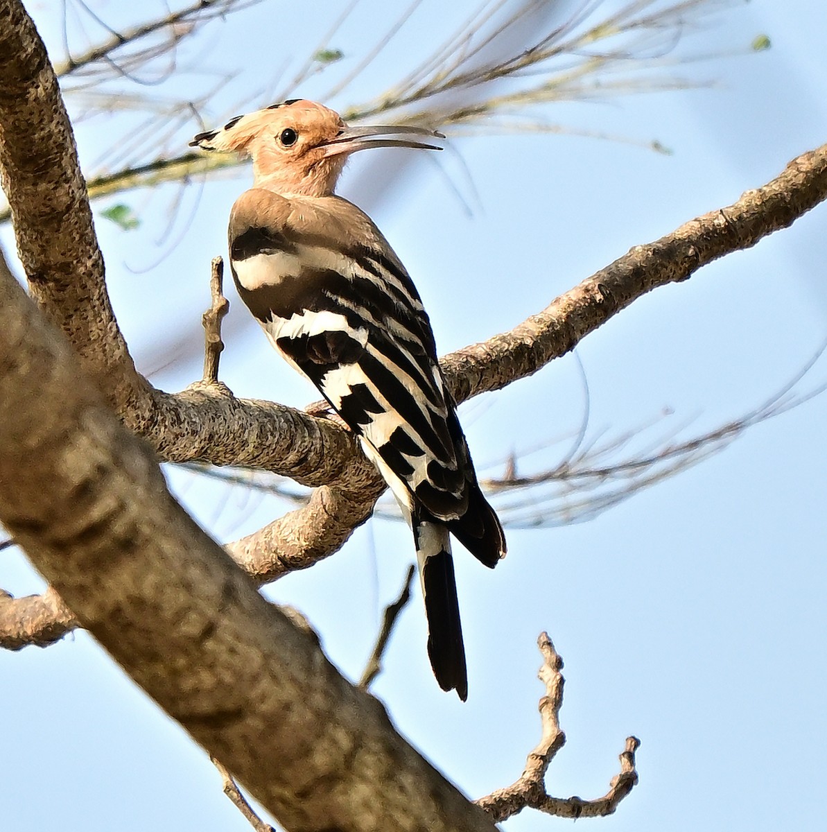 Common Hoopoe - ML645930779