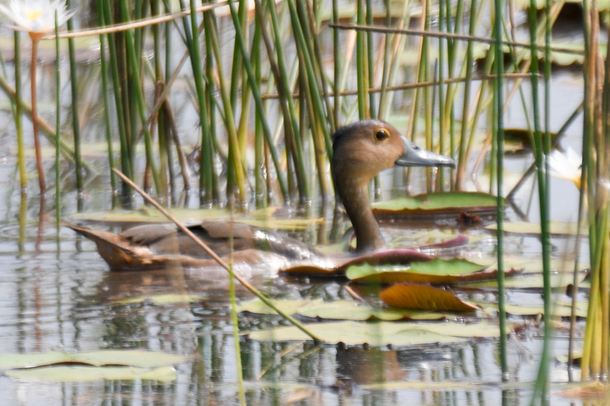 Lesser Whistling-Duck - ML645930780