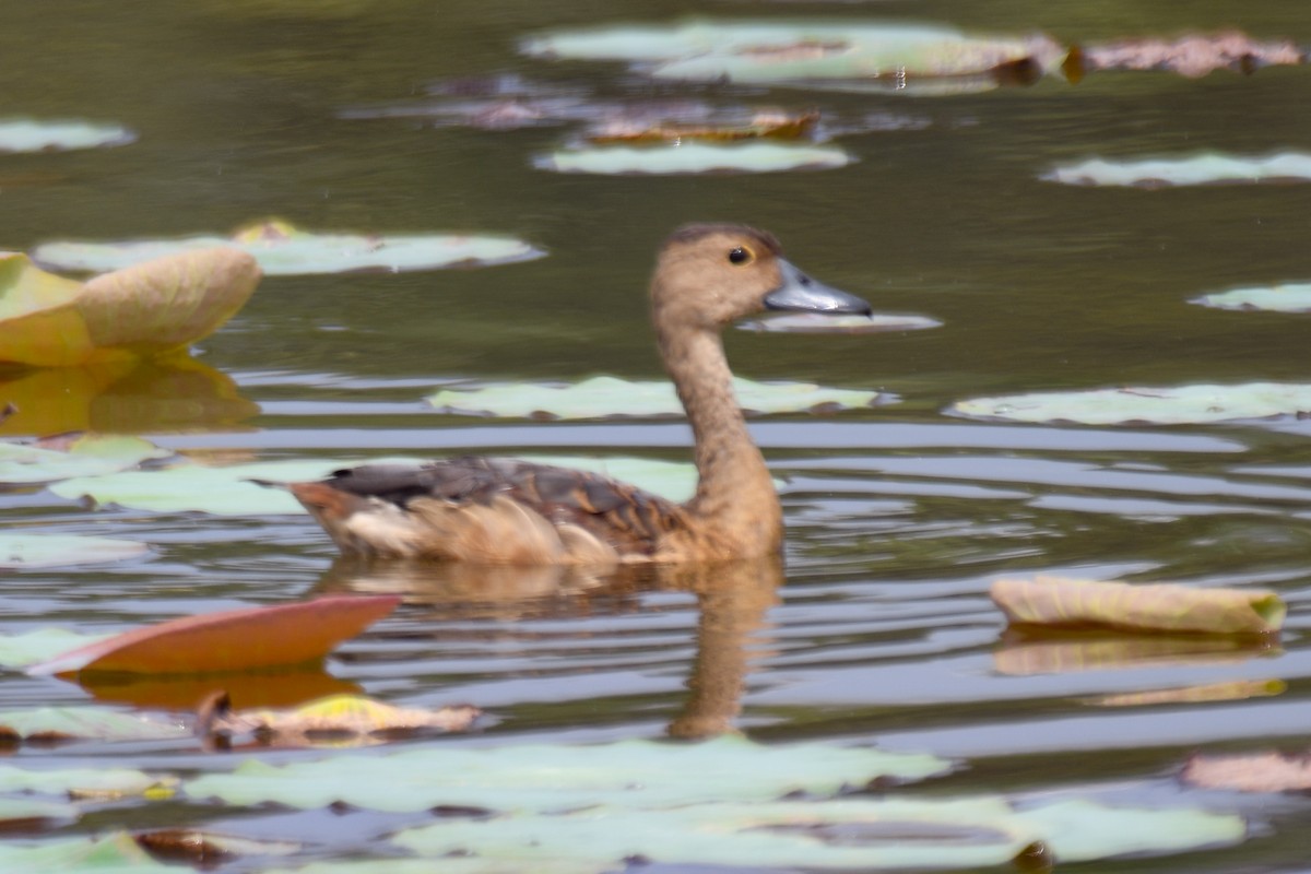 Lesser Whistling-Duck - ML645930781