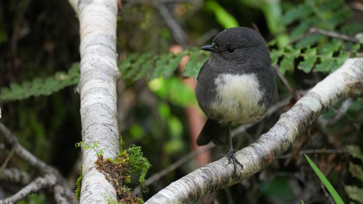 South Island Robin - ML645930782