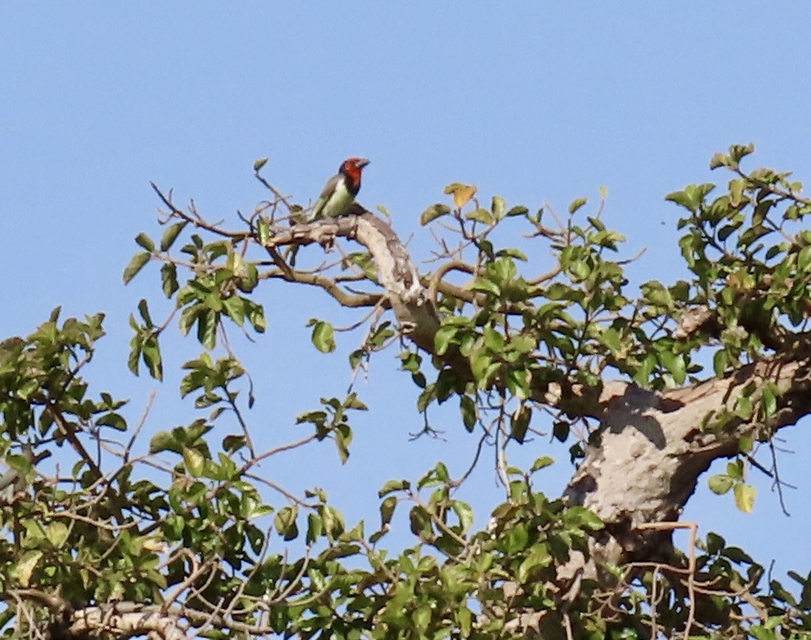 Black-collared Barbet - ML645930784