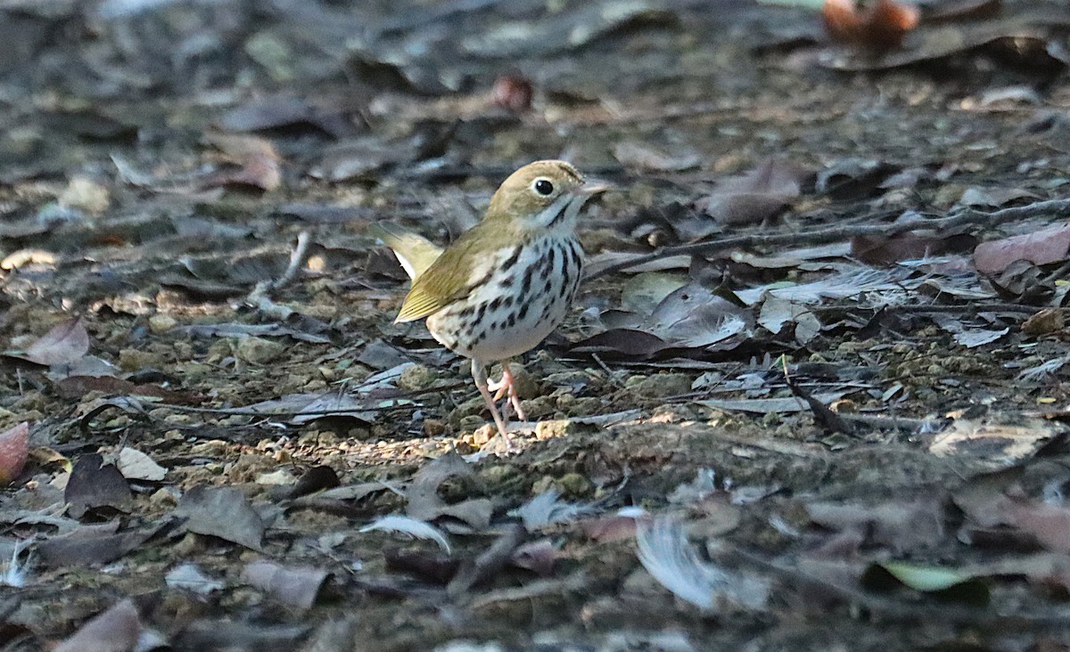 Ovenbird - ML645930787