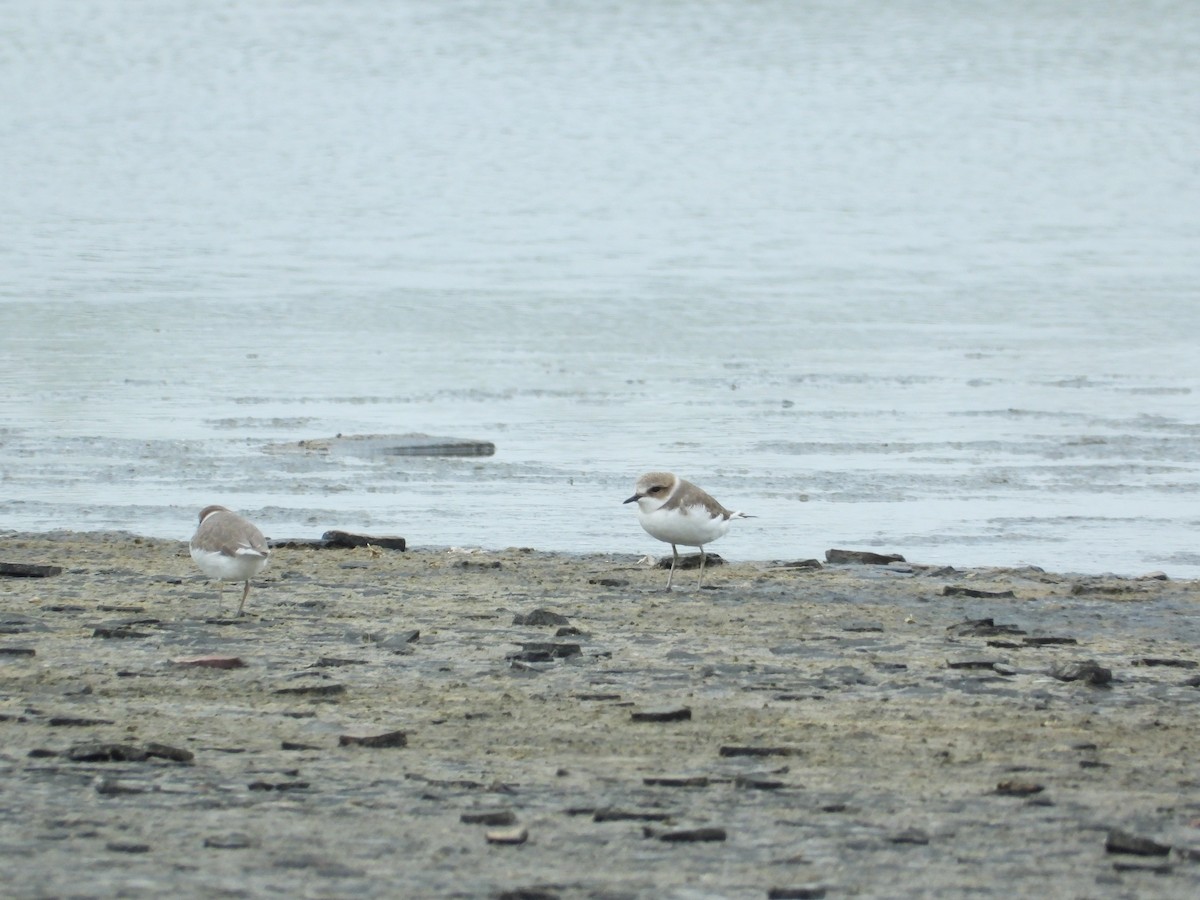 Kentish Plover - ML645930791