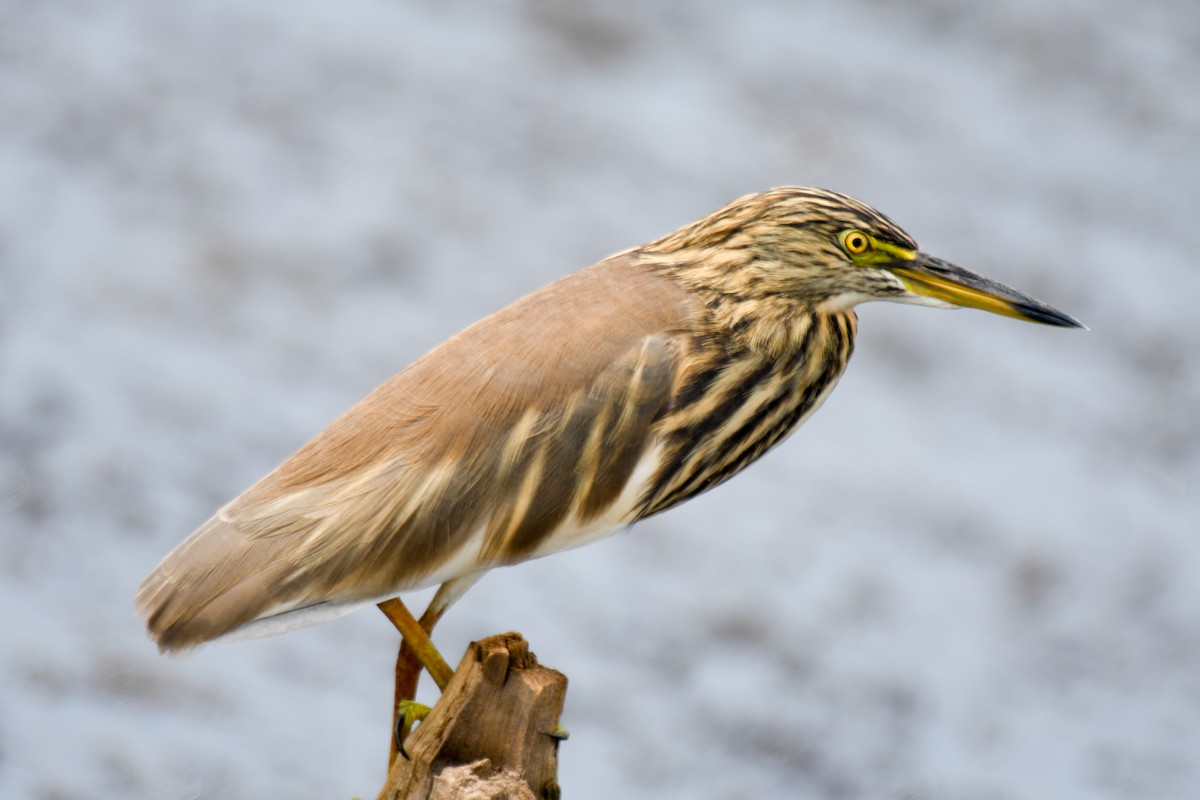 Indian Pond-Heron - ML645930794