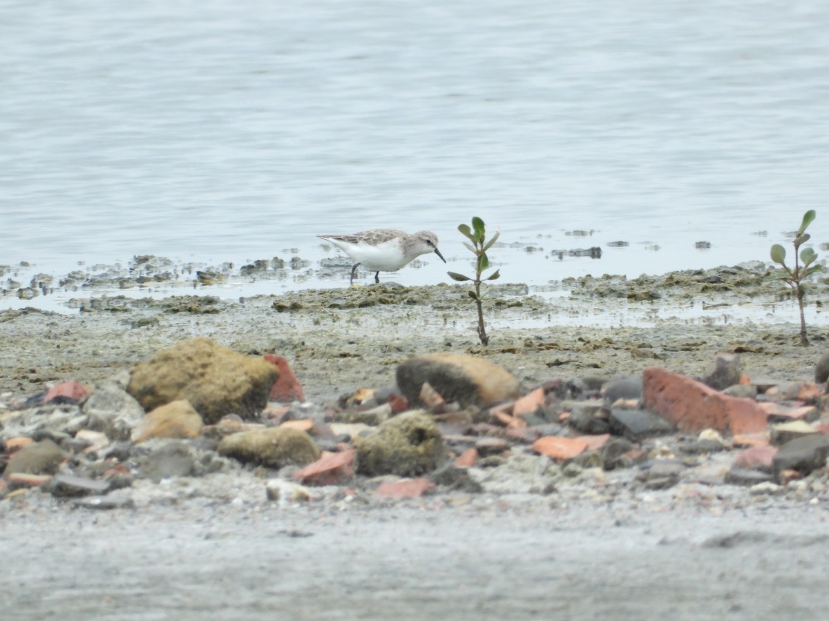 Küçük Kumkuşu - ML645930795