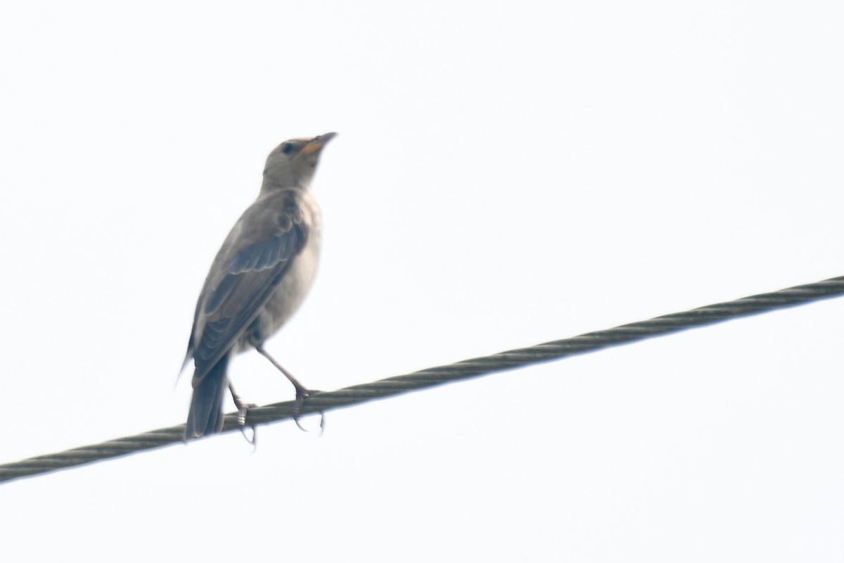 Rosy Starling - ML645930814