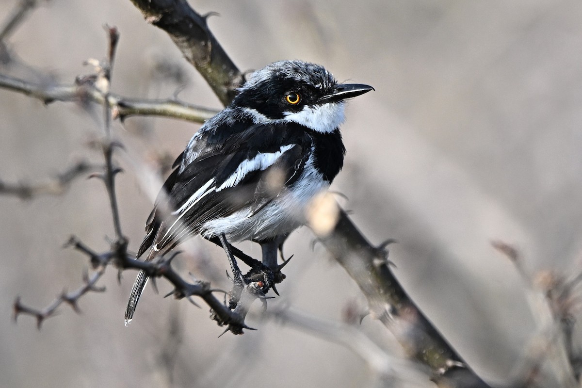 Pririt pygmée - ML645930821