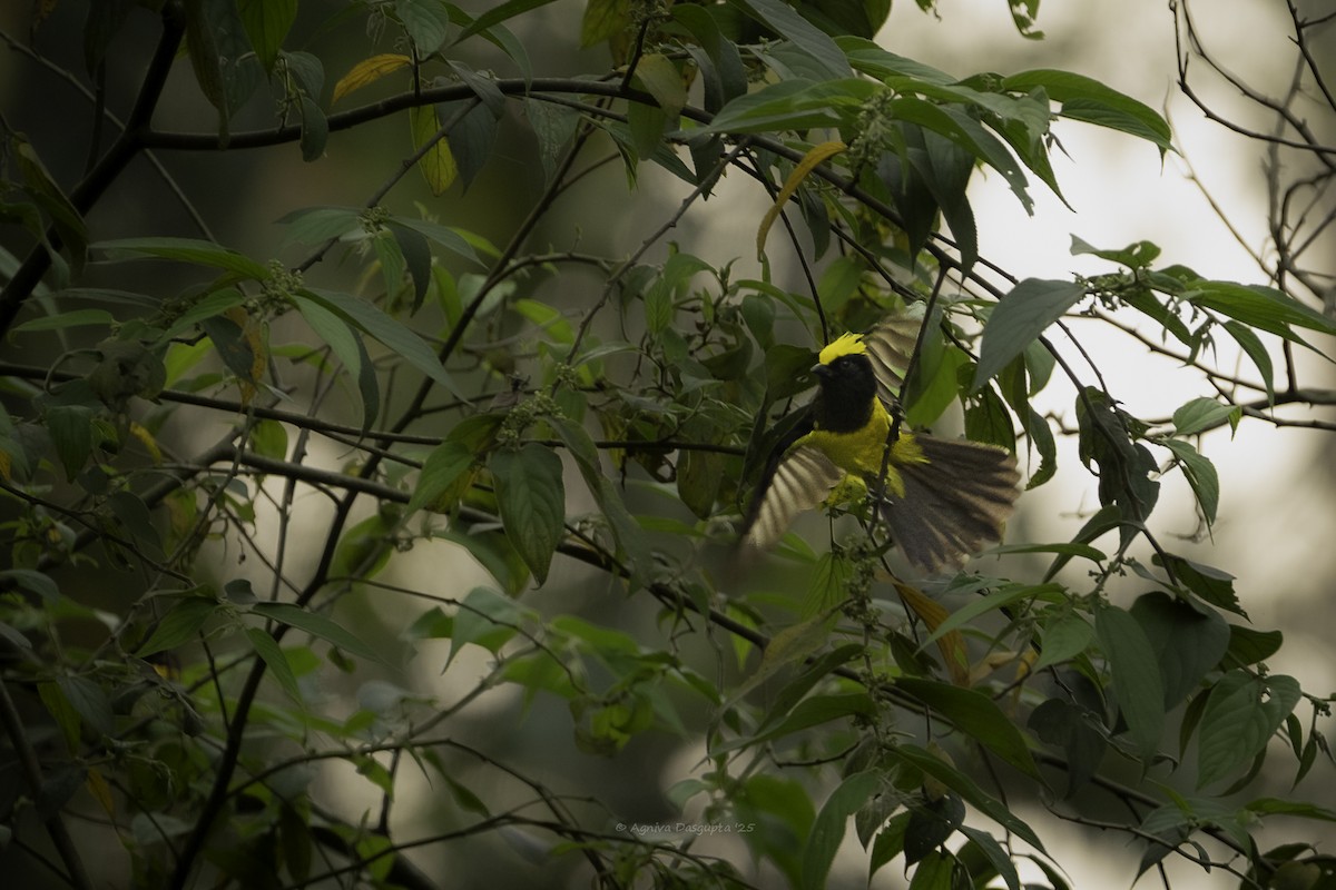 Sultan Tit - ML645930827