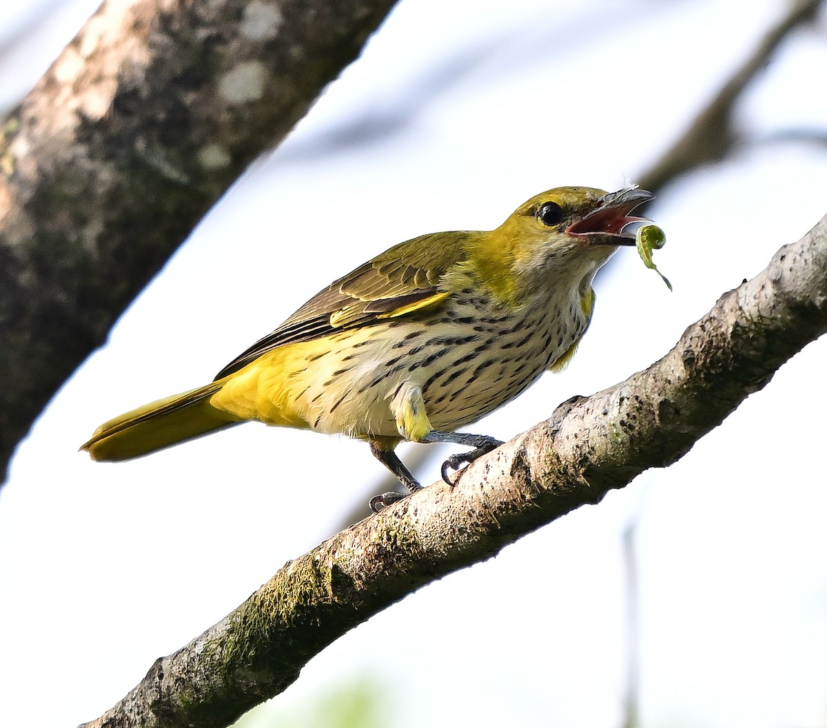 Indian Golden Oriole - ML645930836