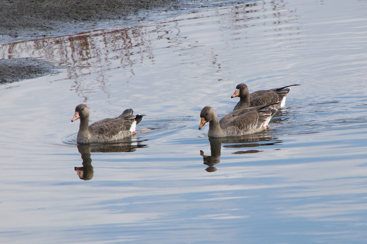 Greater White-fronted Goose - ML645930843