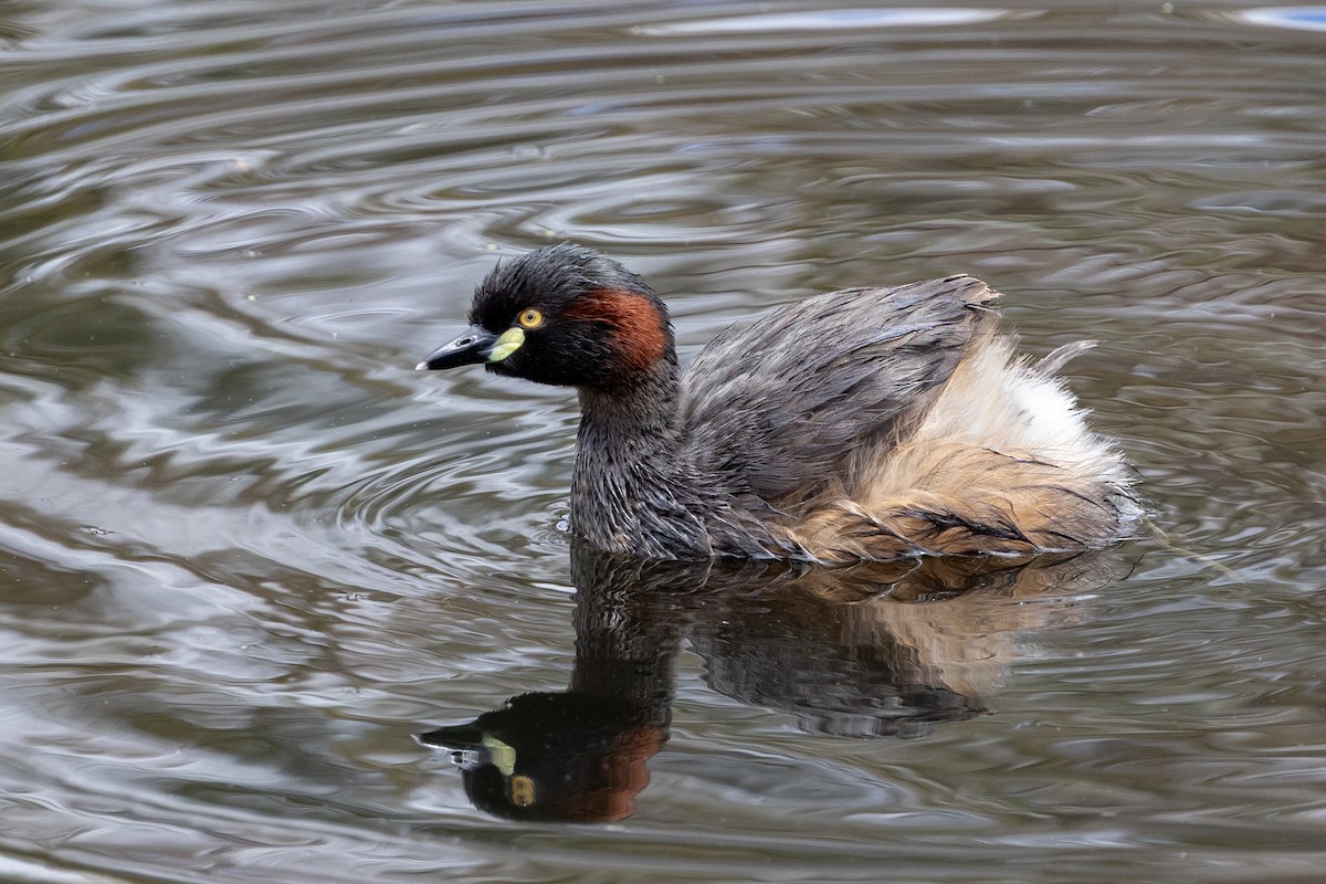 Australasian Grebe - ML645930848