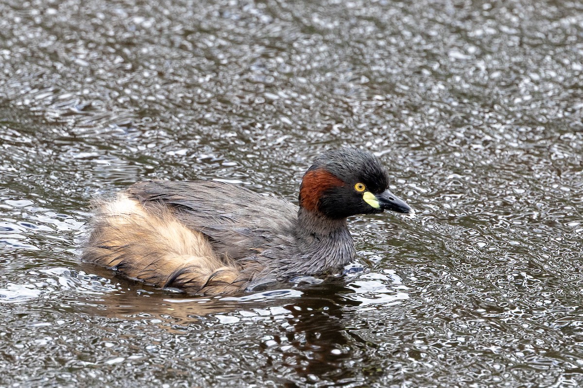 Australasian Grebe - ML645930849