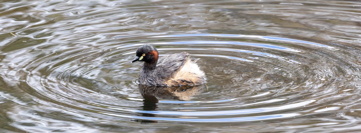 Australasian Grebe - ML645930850