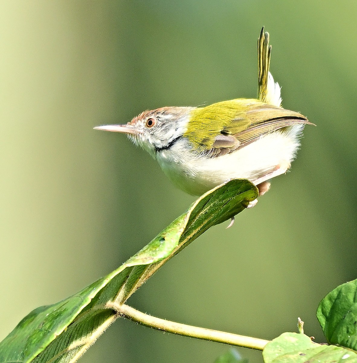 Common Tailorbird - ML645930851