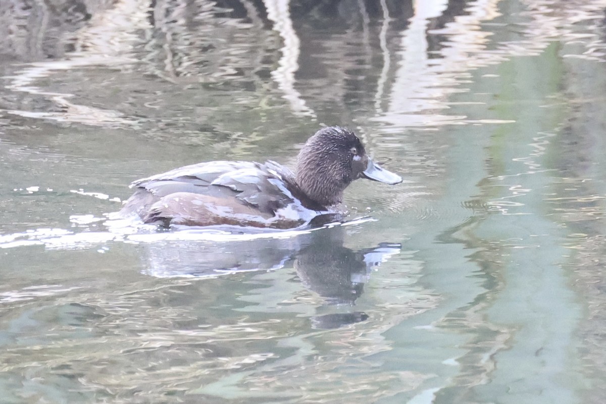 New Zealand Scaup - ML645930852