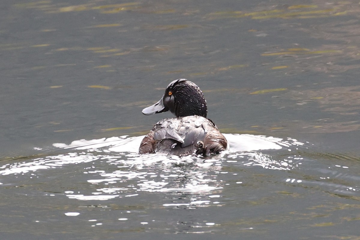 New Zealand Scaup - ML645930853