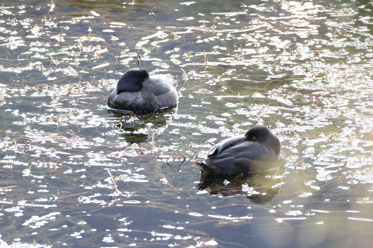 New Zealand Scaup - ML645930854