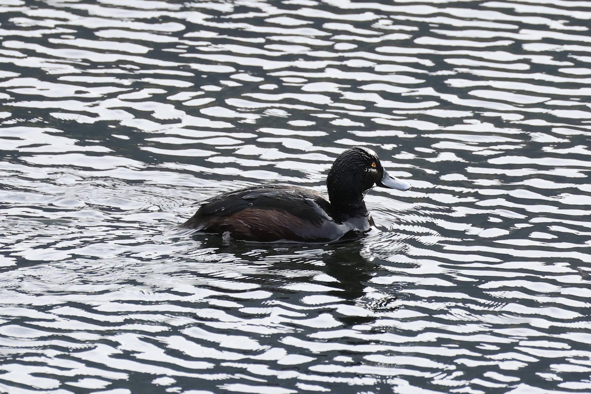 New Zealand Scaup - ML645930855
