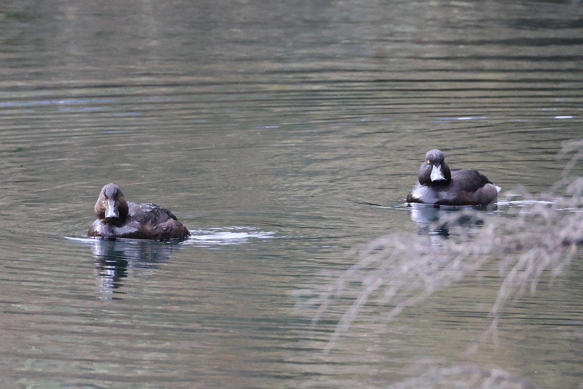 New Zealand Scaup - ML645930856