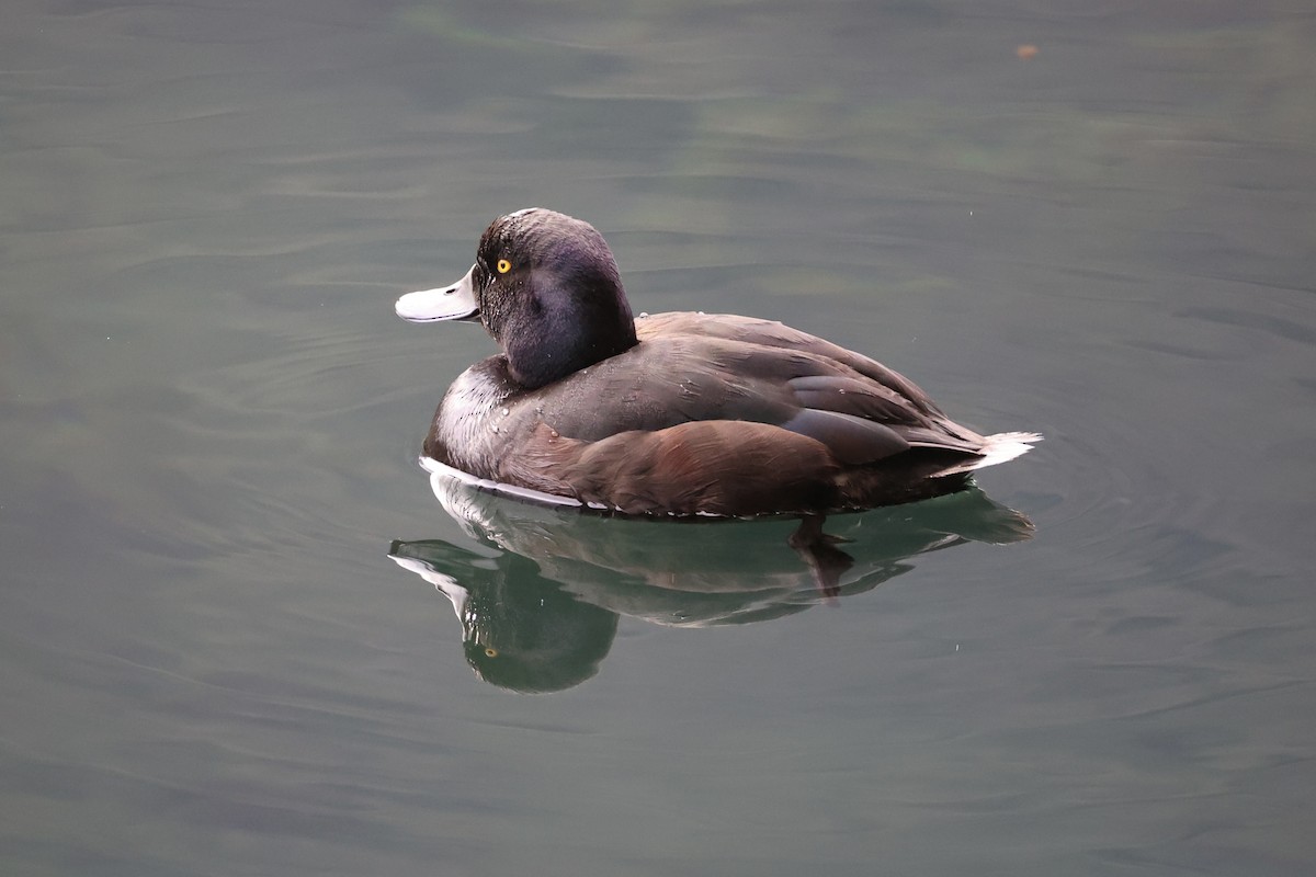 New Zealand Scaup - ML645930857
