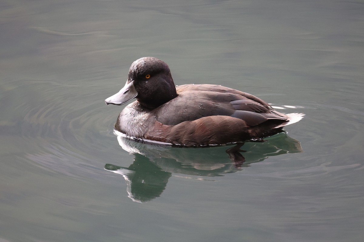 New Zealand Scaup - ML645930858