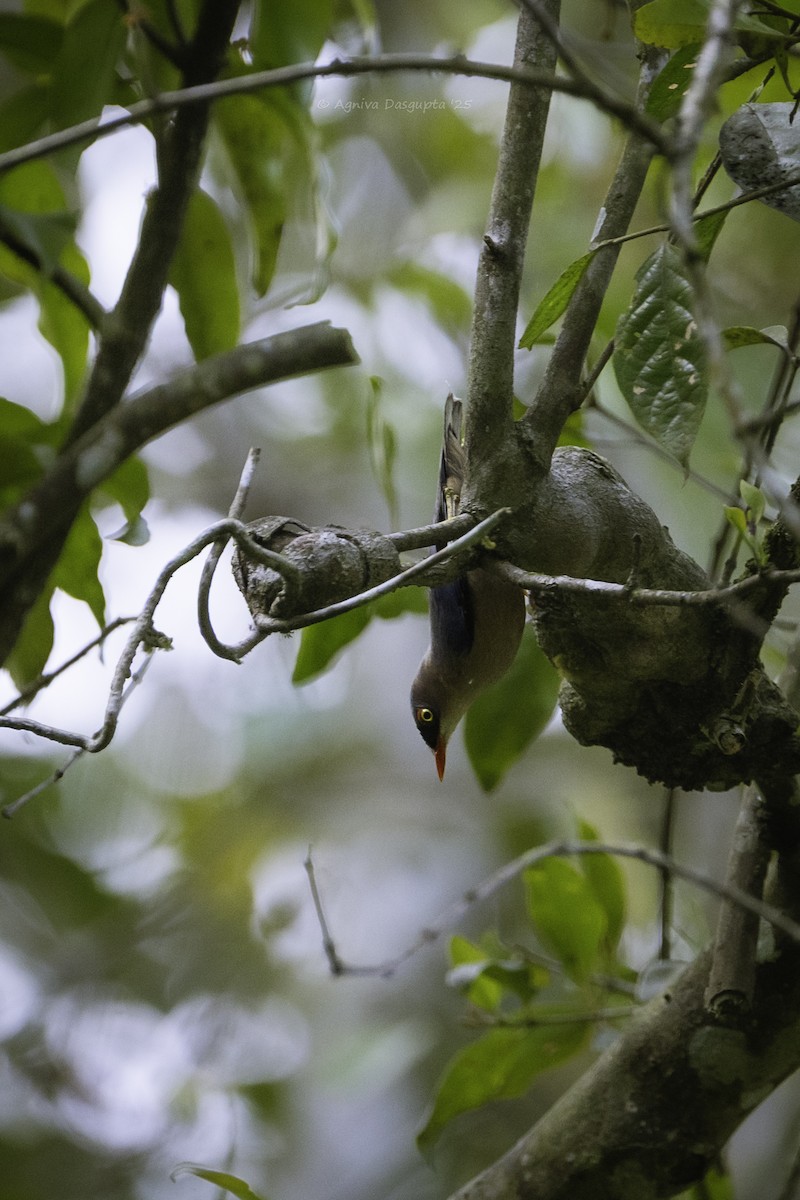 Velvet-fronted Nuthatch - ML645930859