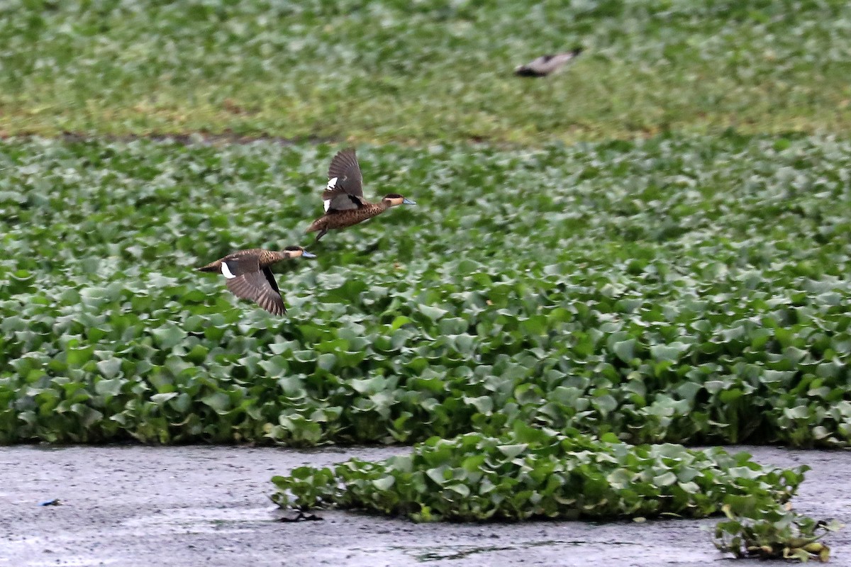 Blue-billed Teal - ML645930860