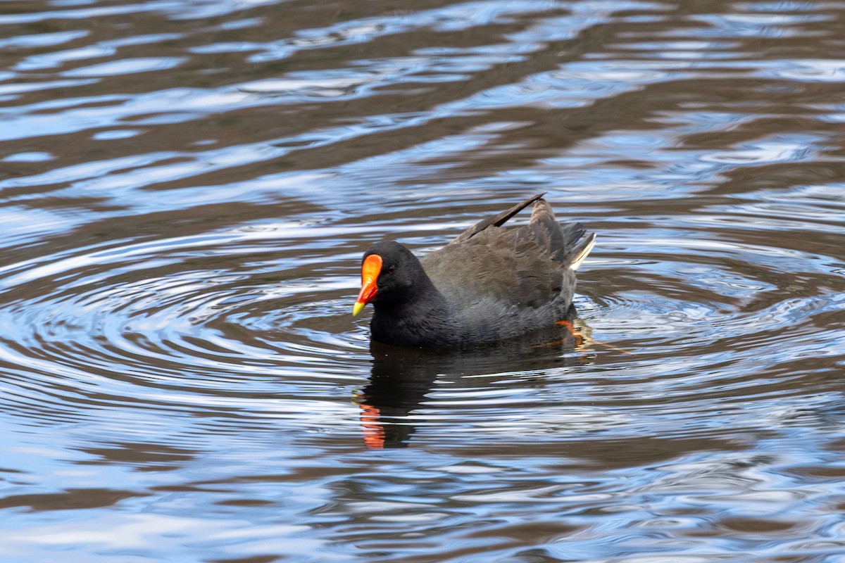 Dusky Moorhen - ML645930862